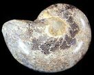 Sliced, Agatized Ammonite Fossil (Half) - Jurassic #54031-1